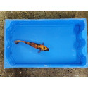 Carpe koi 20/23cm: n°11