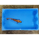Carpe koi 20/23cm: n°11