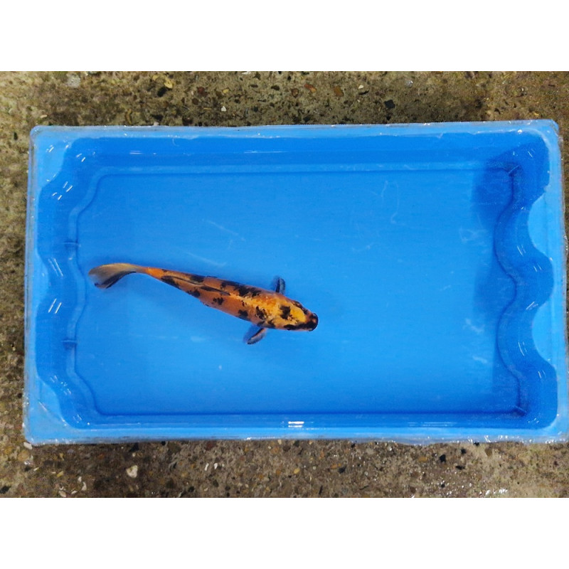 Carpe koi 20/23cm: n°11