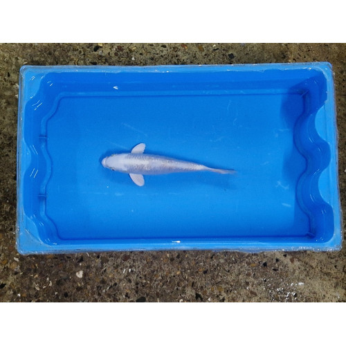 Carpe koi 20/23cm: n°24