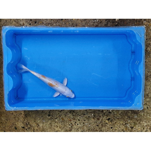 Carpe koi 20/23cm: n°15