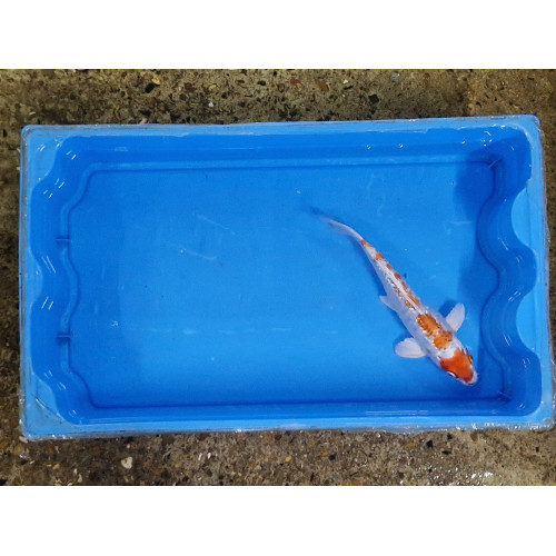 Carpe koi 20/23cm: n°34
