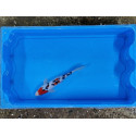 Carpe koi 20/23cm: n°45: sanke ginrin
