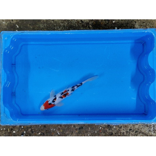 Carpe koi 20/23cm: n°36