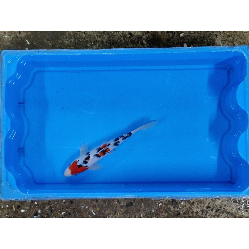 Carpe koi 20/23cm: n°36