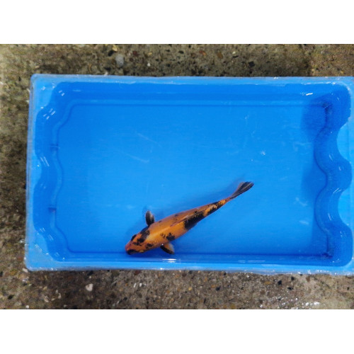 Carpe koi 20/23cm: n°38