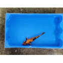 Carpe koi 20/23cm: n°38
