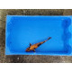 Carpe koi 20/23cm: n°36