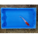 Carpe koi 20/23cm: n°39