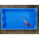 Carpe koi 20/23cm: n°36