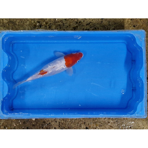 carpe koi 23/30cm : n°6