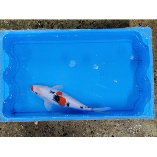 carpe koi 23/30cm : n°7