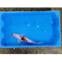 carpe koi 23/30cm : n°7