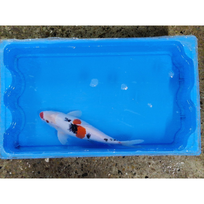 carpe koi 23/30cm : n°7