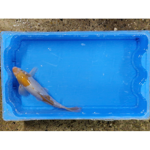 carpe koi 23/30cm : n°8