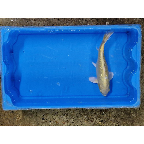carpe koi 23/30cm :n°13