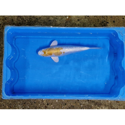 carpe koi 23/30cm : n°16