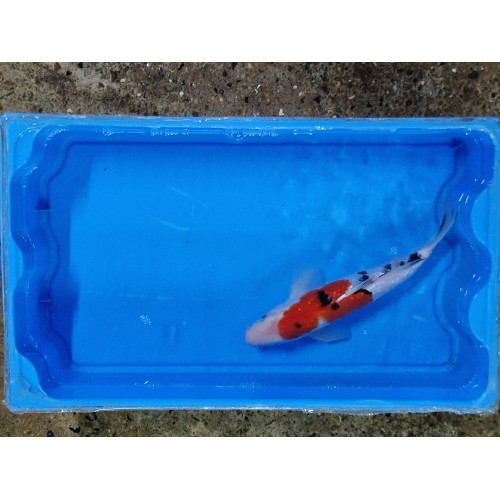 carpe koi 23/30cm : n°20