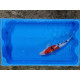 carpe koi 23/30cm : n°20