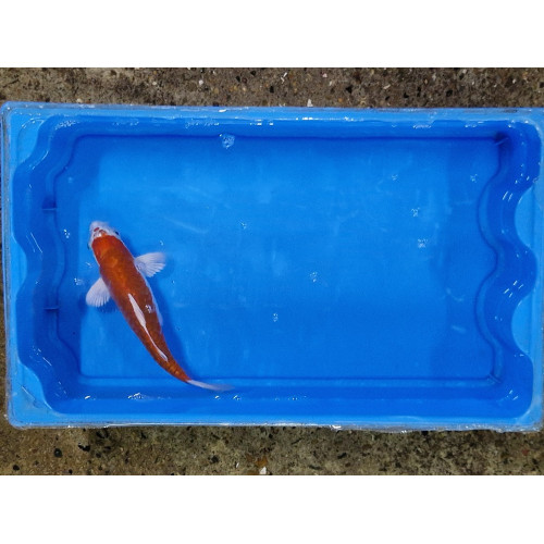 carpe koi 23/30cm : n°21