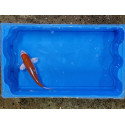 carpe koi 23/30cm : n°21