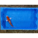 carpe koi 23/30cm : n°21