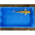 carpe koi 23/30cm : n°22