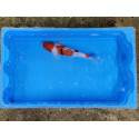 carpe koi 23/30cm : n°11