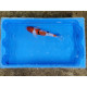 carpe koi 23/30cm : n°11
