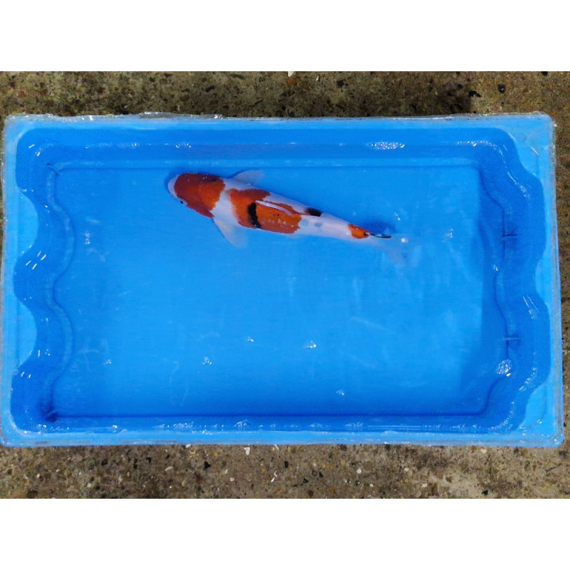 carpe koi 23/30cm : n°11