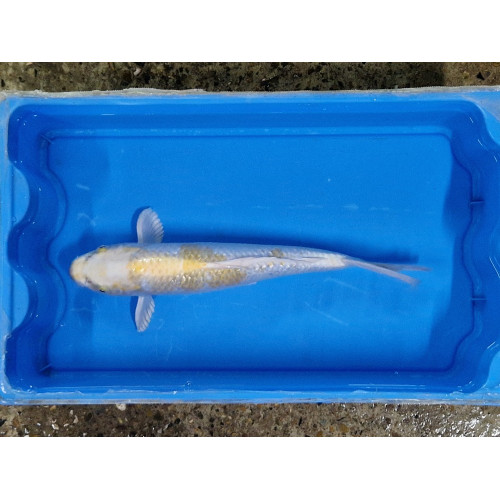 Carpe koi 35/40cm: n°2