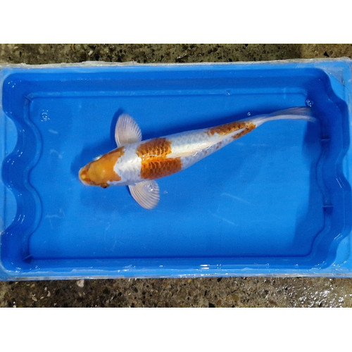 Carpe koi 35/40cm: n°7