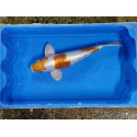 Carpe koi 35/40cm: n°7