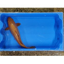 Carpe koi 35/40cm: n°8