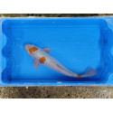 Carpe koi 35/40cm: n°1