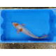 Carpe koi 35/40cm: n°1