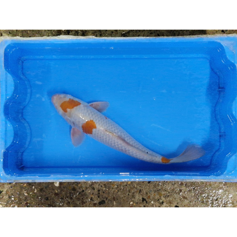 Carpe koi 35/40cm: n°1