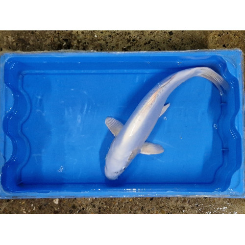 Carpe koi 35/40cm : n°3