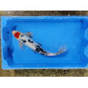 Carpe koi 35/40cm: n°4