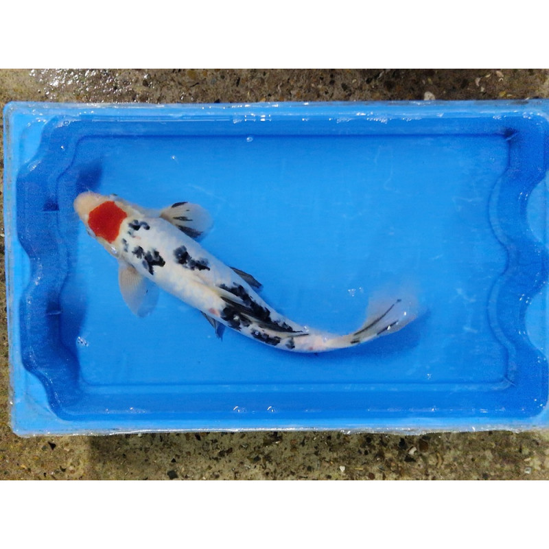 Carpe koi 35/40cm: n°4