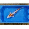 Carpe koi 35/40cm: n°28