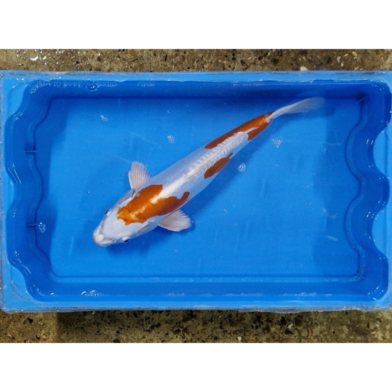 Carpe koi 35/40cm: showa