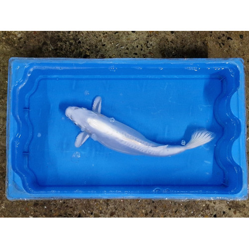 Carpe koi 35/40cm: n°29