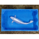 Carpe koi 35/40cm: n°29