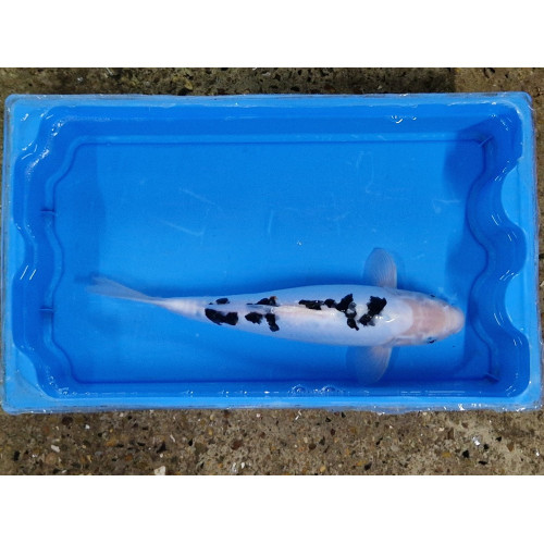 Carpe koi 35/40cm: n°35