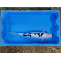 Carpe koi 35/40cm: n°35