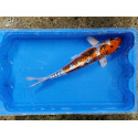 Carpe koi 35/40cm: n°38