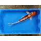 Carpe koi 35/40cm: n°38