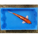 Carpe koi 35/40cm: n°41