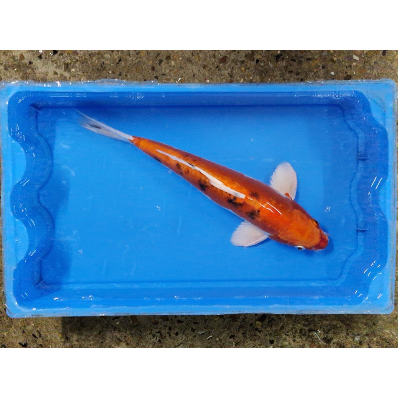 Carpe koi 35/40cm: n°41